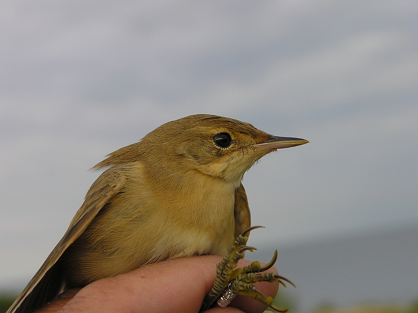 Marsh Warbler, Sundre 20050729